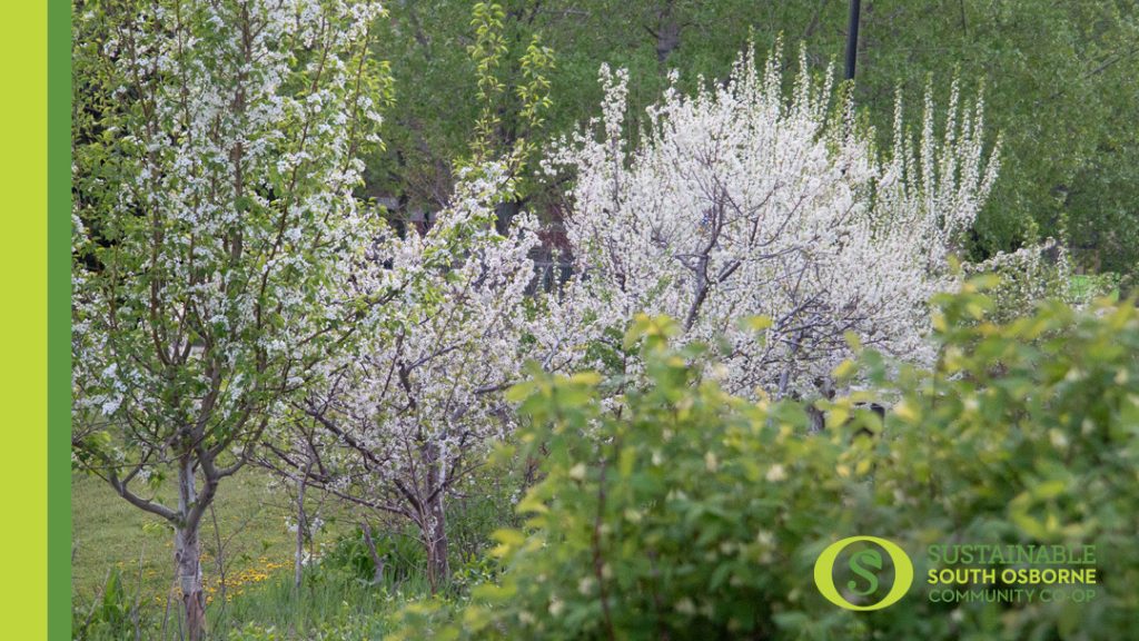 Photo of Sustainable South Osborne Community Cooperative's Community Orchard that shows four blooming fruit trees