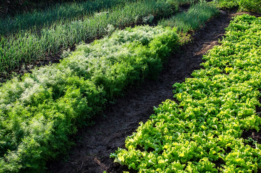 Photo of a vegetables growing in a field.